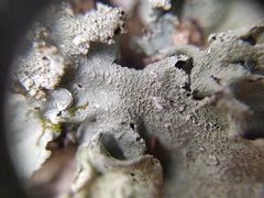 Parmotrema austrocetratum