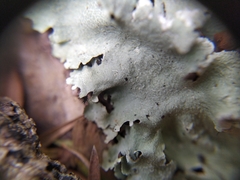 Parmotrema austrocetratum