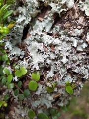 Parmotrema austrocetratum