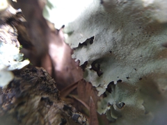 Parmotrema austrocetratum