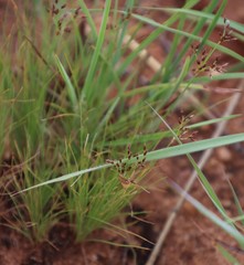 Bulbostylis burchellii