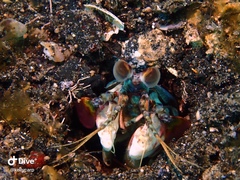 Odontodactylus latirostris