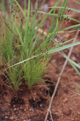Bulbostylis burchellii