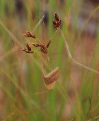 Bulbostylis burchellii