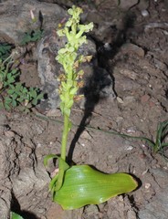 Pterygodium volucris