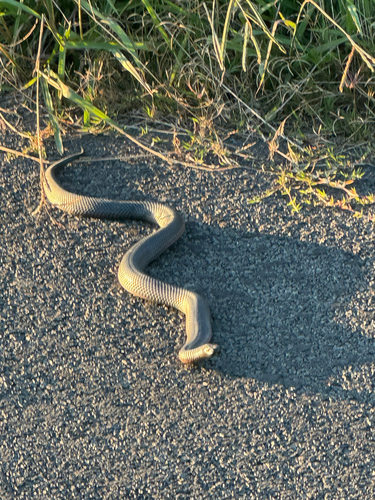 Australian Elapids (inc. Sea Snakes) sighting