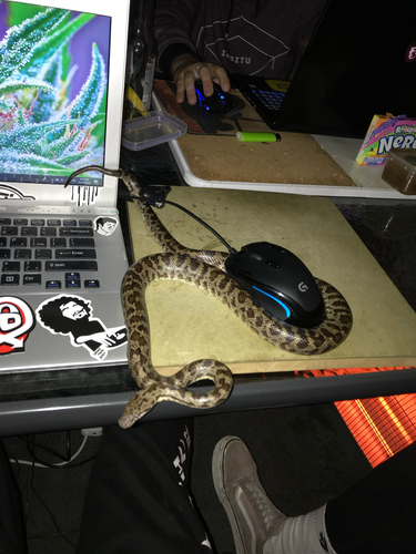 Spotted Python sighting