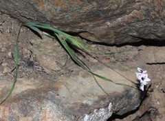 Ixia stolonifera
