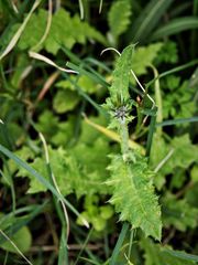 Cirsium creticum