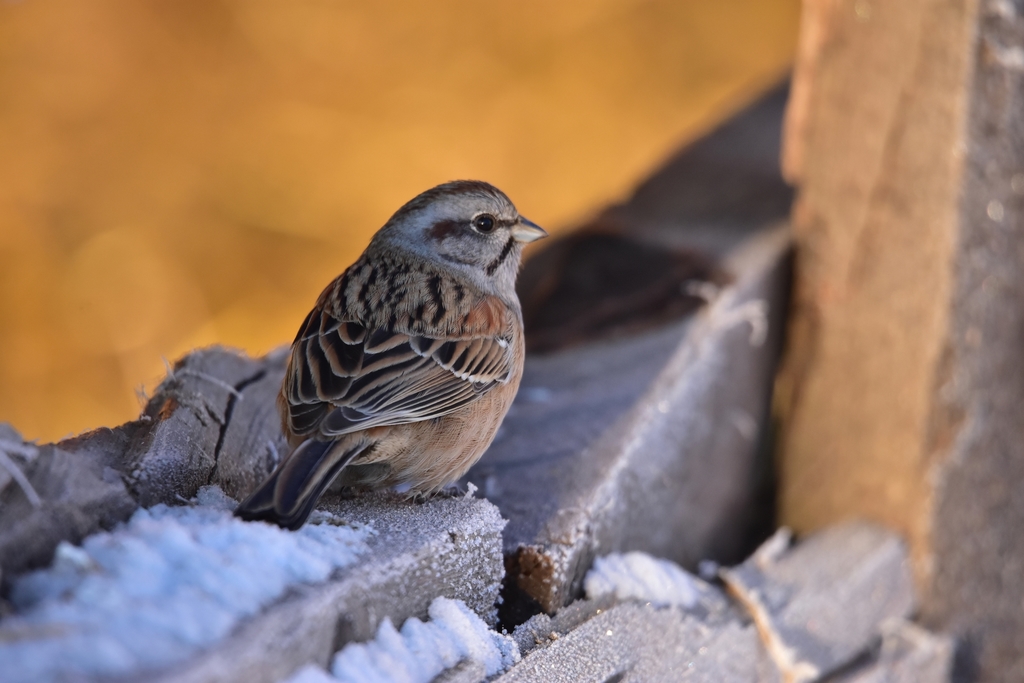 Godlewski's Bunting photo
