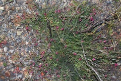 Indigofera complicata