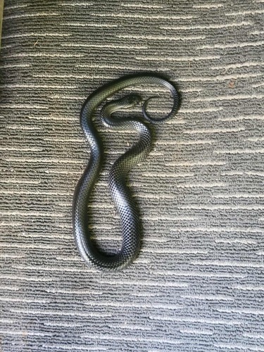 Eastern Small-eyed Snake sighting