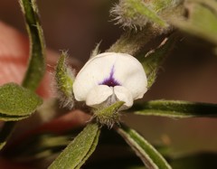 Psoralea spissa