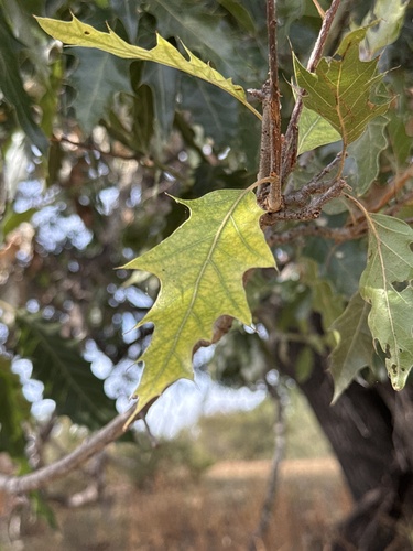 Cusi Oak (Quercus albocincta)