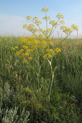 Ferula tatarica