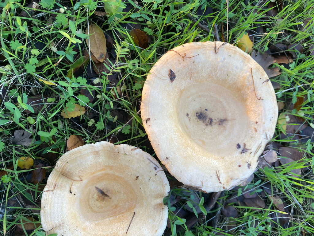 Lactarius alnicola · November 2025 · photo: © aluguana (iNaturalist, cc-by)