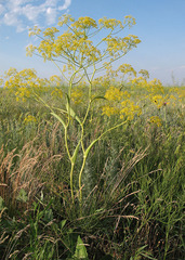 Ferula tatarica