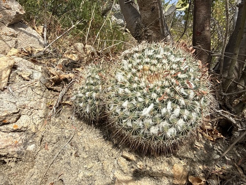 Mammillaria petrophila