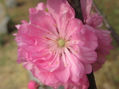 Prunus triloba
