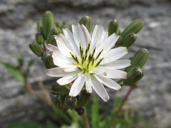 Ixeris strigosa