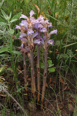 Phelipanche caesia