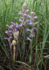 Phelipanche caesia
