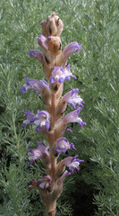 Phelipanche caesia