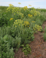 Pastinaca clausii