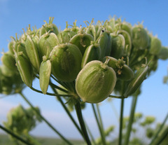 Pastinaca clausii