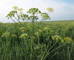 Pastinaca clausii