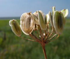 Pastinaca clausii