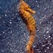 Observation photo