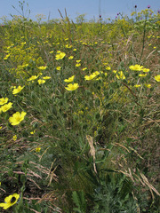 Potentilla astracanica