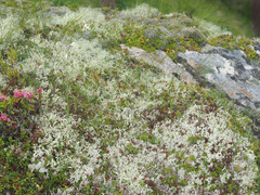 Alectoria ochroleuca