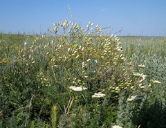Prangos odontalgica