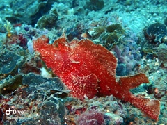 Rhinopias eschmeyeri
