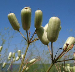 Prangos odontalgica