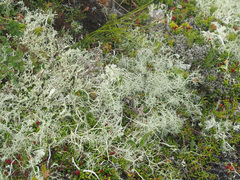 Alectoria ochroleuca