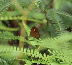 Mycalesis patnia