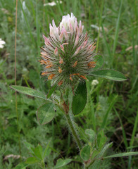 Trifolium diffusum