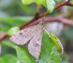 Mnesictena flavidalis