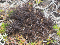 Cetraria ericetorum