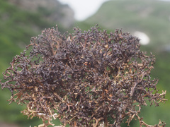 Cetraria ericetorum