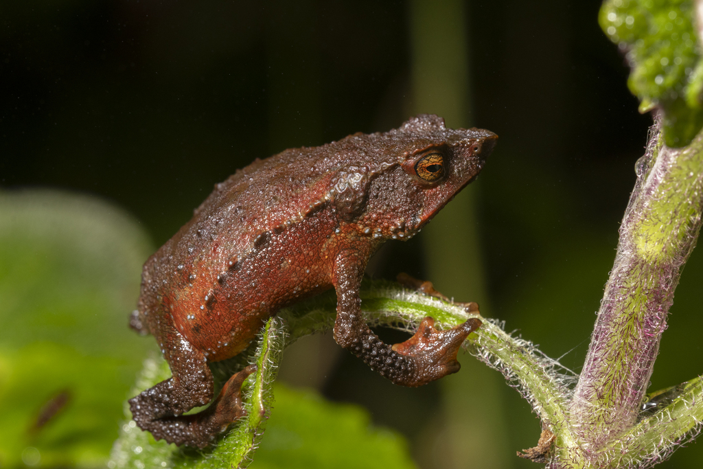 Rhinella paraguas