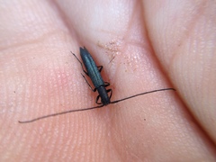 Theophilea subcylindricollis