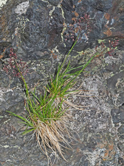 Agrostis rupestris