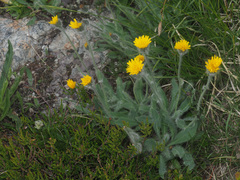 Hieracium piliferum