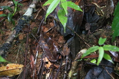Pseudophilautus cuspis
