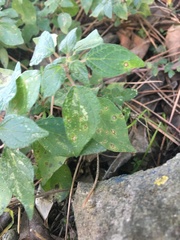 Parietaria judaica