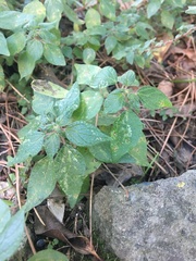 Parietaria judaica